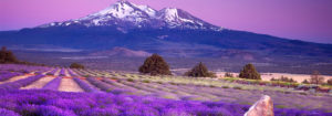 Mt Shasta Lavender Field